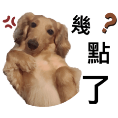 sweet potato-dachshund