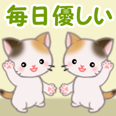 Twin calico kittens