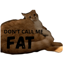 Life with cats and rabbits