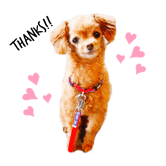 cocoa(original)