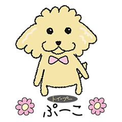 Daily life of the toy poodle named Puuko