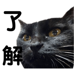 Animals of Ishibashi Family