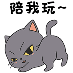 Super cute little grey cat