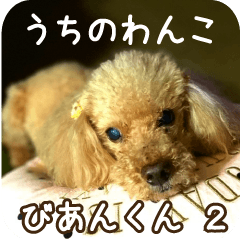 My dog,Bien-kun 2