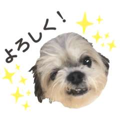 kotaro dog  stamp