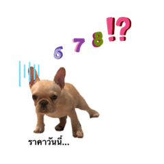 Camel and her durian 2