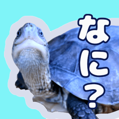 Turtle's "Kamekichi" 