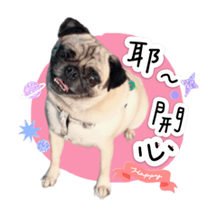 ❤️ 寶貝小豬 ❤️