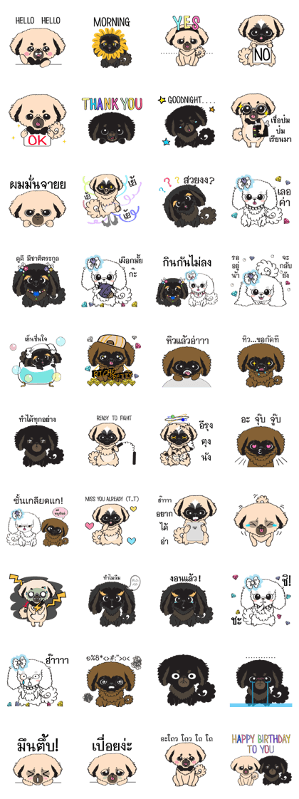 Flat Face Family