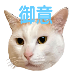White cat very cute