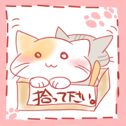 calm cat