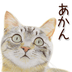 関西弁リアル猫2