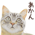 なめ猫 なめんなよ Line スタンプ Line Store