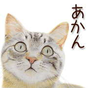 kansai dialect cat2