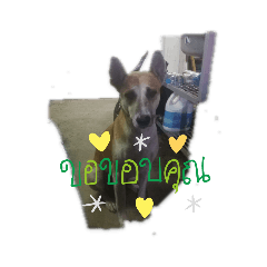 DogPig_20200609230933