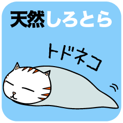 Natural Shirotora