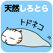 Natural Shirotora