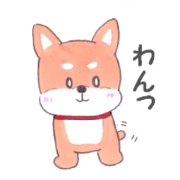 Mari (Japanese midget Shiba)
