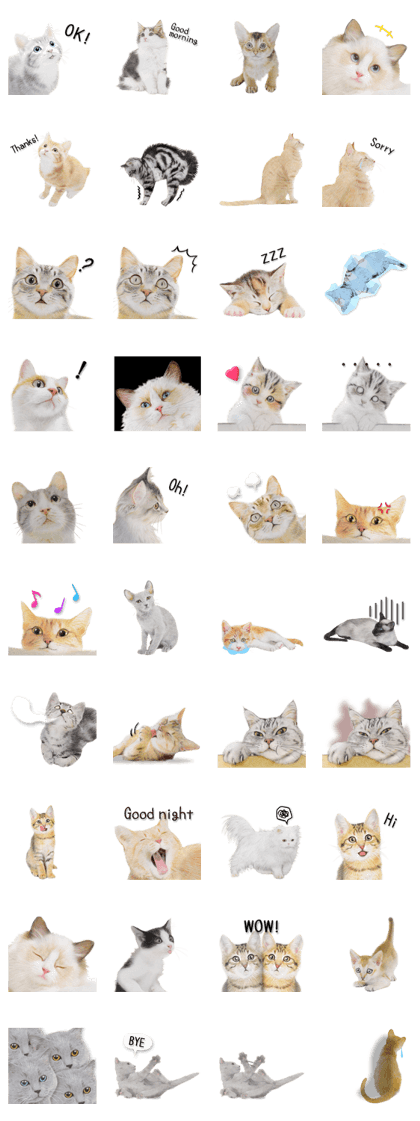 Lovely cat sticker!