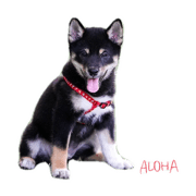 yuitomama_20200612162259