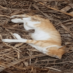  Orange cat sleeping peacefully