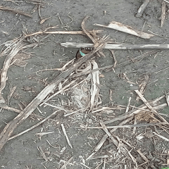 Spotted blue streaked butterfly