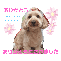 pokopoko_20200612202958jj