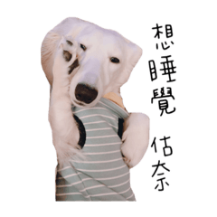 豬哥玥的日常