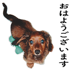 Puppy dachshund Taro.