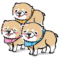 Edo Dog Puppy Edoccoinu Three Brothers