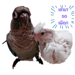 Cherry_20200611140520