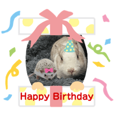 My Baby Hedgie's Birthday !