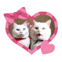 Yumecat_20200613060115