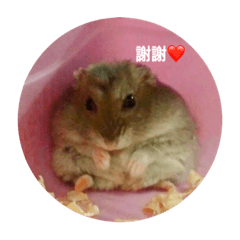 陳傻妹ㄟ倉鼠（第二彈）