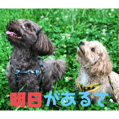 hoshimin_20200613201931