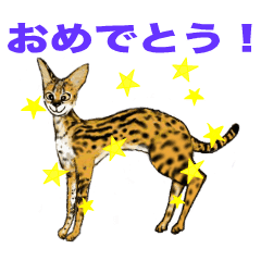 Serval Cat Love