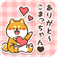 Pocha Shiba Komacchan (Love)