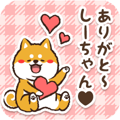 Pocha Shiba Shiichan (Love)
