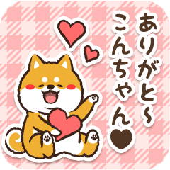 Pocha Shiba Konchan (Love)