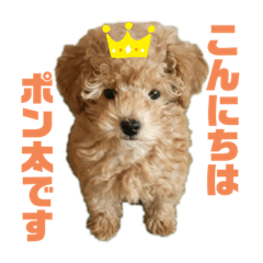Ponta_toy poodle