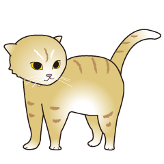 Scottishfold-Mira-