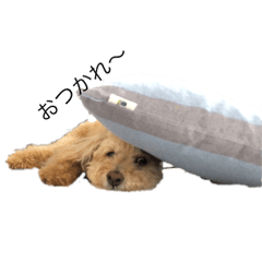 Nu-chan the toy poodle