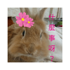 超萌兔兔辦公室貼圖