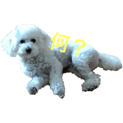 mochi_20200614164347