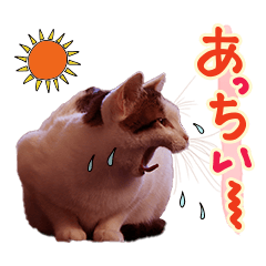Cat a-cyo summer Vol.3
