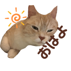 momota-cat2