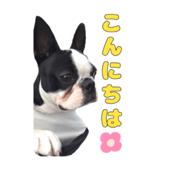 Cute boston terrier.