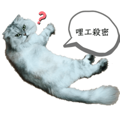 臭臉咪咪的日常生活