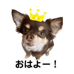 chihuahua mozuku