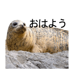 Cute animal sticker (daily life ver.)